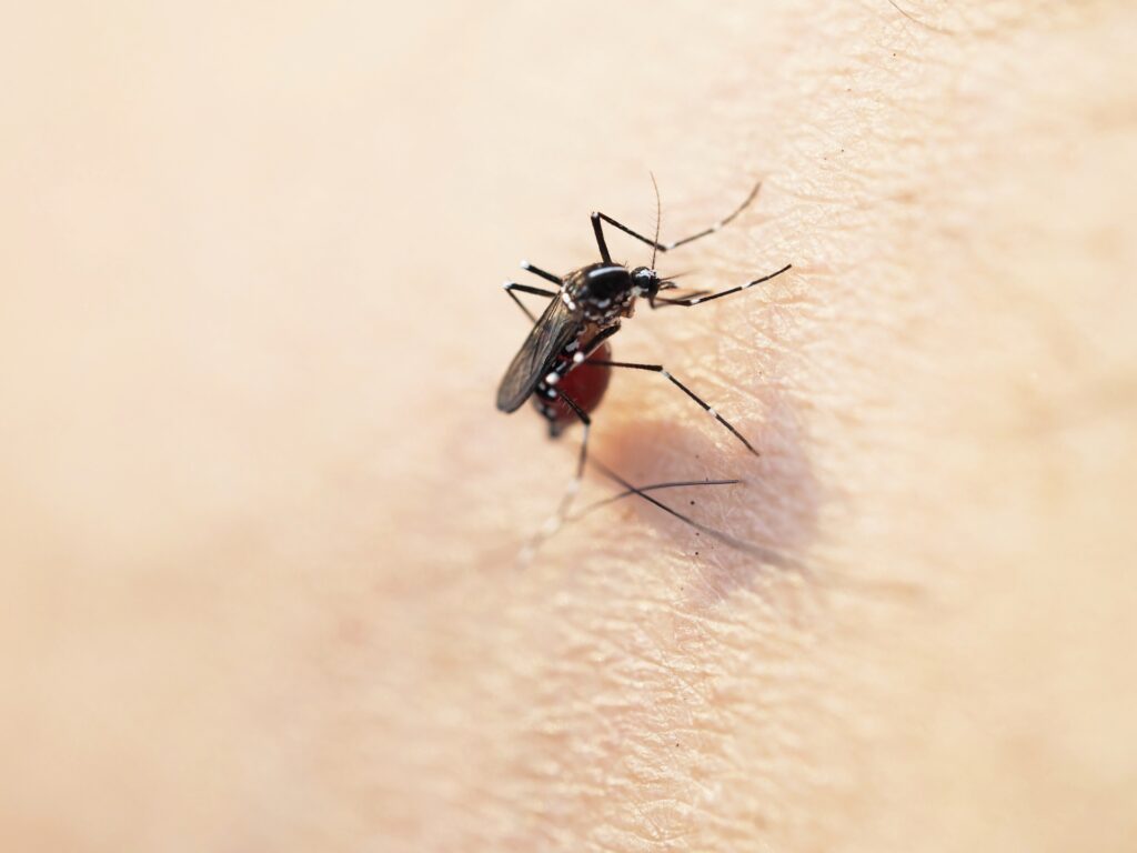 血を吸っている蚊