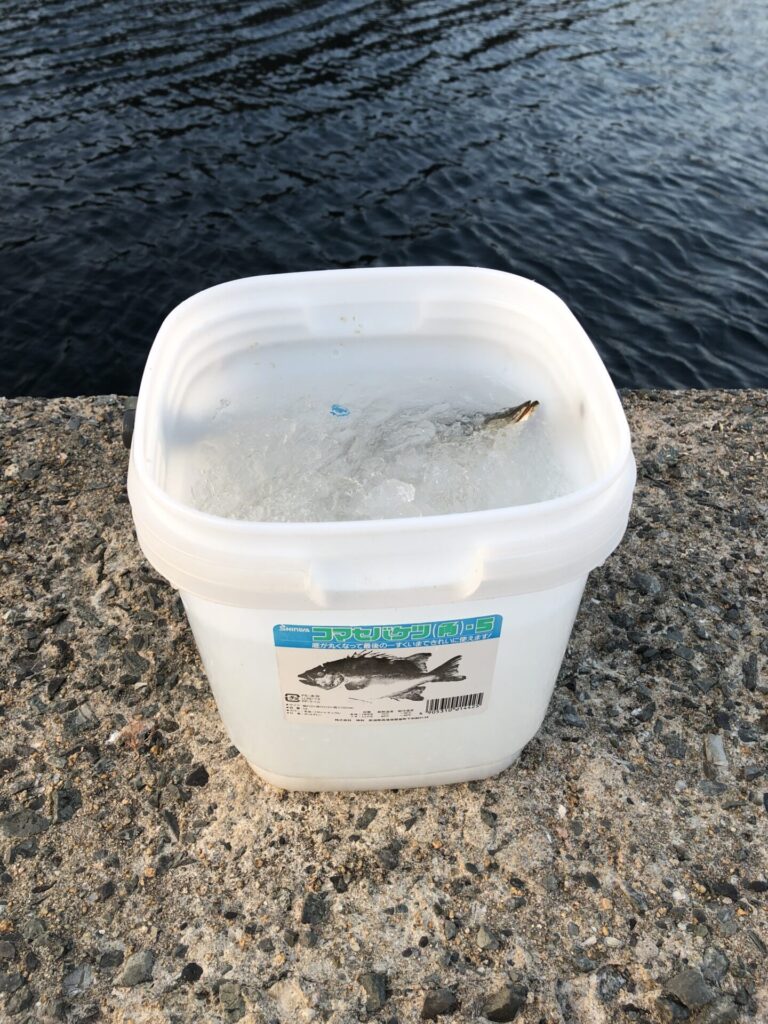 バケツに入った潮氷で絞められた魚